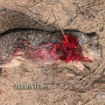 Savage B.MAG in 17WSMGround Squirrel