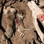 Pair of Ground Squirrels shot with the .17WSM