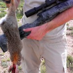 Cottontail shot with the .17WSM