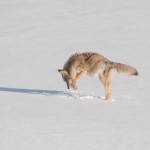 Coyote Hunting in Snowy Field