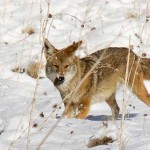 Successful Coyote Hunt in Snow