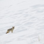 Coyote in Snowy Field