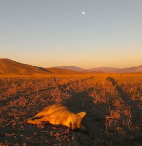 Successful Open Field Coyote Hunt