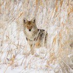 Snow-Coyote