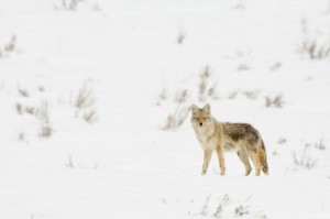 Coyote in Snowy Field