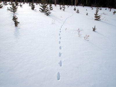 Snowy-Field-Coyote-Prints.jpg