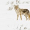 Winter Spot and Stalk Predator Hunting