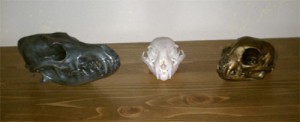 Coyote and Bobcat Skulls