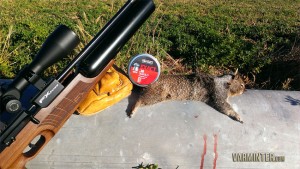 A successful ground squirrel hunt with the FX Boss