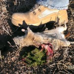 Alfalfa stuffed ground squirrel.