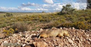 The clearing skies meant more prairie dogs and more shooting.