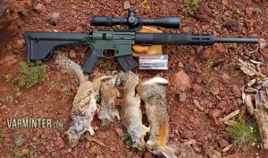 A few rock squirrels and a cottontail taken with the F17-L.