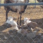 Twin Newborn Kid Goats just 300 yards from where the bobcat was killed.