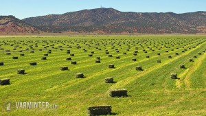 Alfalfa is a favorite of the rockchuck.