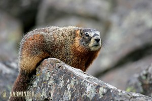 The Yellow-Bellied Marmot, or Rockchuck, in the rimrock.