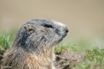 Groundhog Peeking Out of its Hole