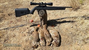 Four Ground Squirrels Taken with a X-22 Stocked 10/22