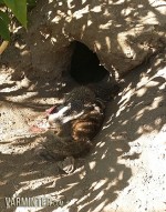 Two of Three Ground Squirrels Dead at the Hole