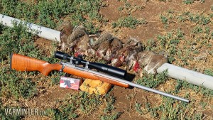 Saving Crops with the Ruger 77/17!