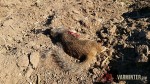 First Kill in CA with the Ruger 17WSM