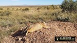 One of the Prairie Dogs taken on a Windy Day