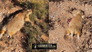 Two Prairie Dogs taken with the Savage A17 Rifle