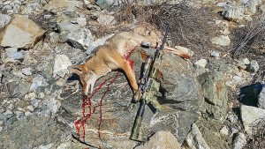 A Big Male Coyote Taken with the Lead Free Winchester Ammo