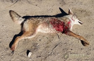 Exit Wound on the Coyote