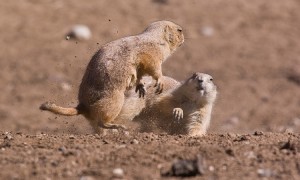 Prairie Dogs Fighting