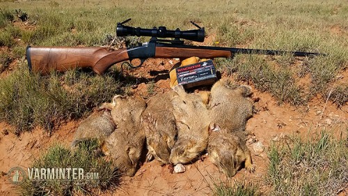 A Group of Prairie Dogs Taken with the Winchester 1885 in 17WSM