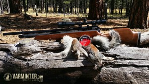 The Benjamin Marauder with Two Abert's Tree Squirrels