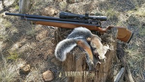 The .22 caliber Marauder with Two Abert's Tree Squirrels