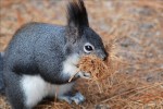 Abert's Tree Squirrel