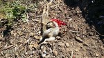 Ground Squirrel taken with the CZ 512 American in 22 Magnum