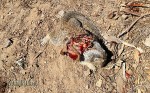 Ground Squirrel taken with the CZ 512 American in 22 Magnum