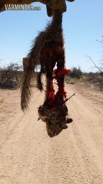 Ground Squirrel taken with the CZ 512 American in 22 Magnum