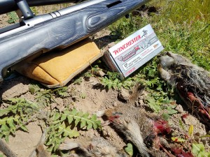 Ground Squirrels taken with the Winchester lead free 17WSM ammo.