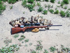 A Portion of the Ground Squirrels Killed with the 25 Grain Hornady Load