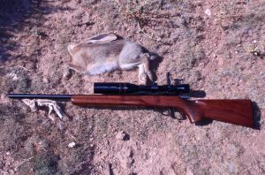 Jackrabbit DRT by the Anschutz 1517 and Great Shooting!