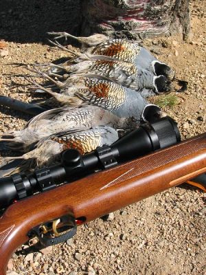 Beeman Airgun with Quail (not Idaho)