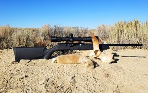 Whitetail Prairie Dog taken with the Savage Mach2