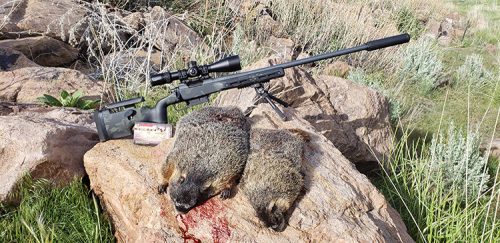 Rockchucks #3 & #4 - Taken with the 6mm Creedmoor