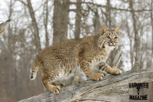 Bobcat on the Hunt