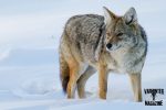 Coyote in the Snow