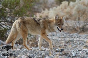 Coyote Sneaking In Downwind