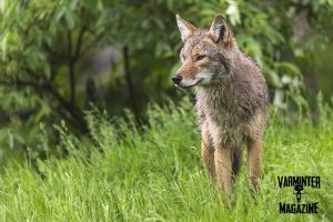 Coyote on Alert