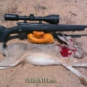 savage-bmag-17-winchester-super-magnum-hunt-report-8