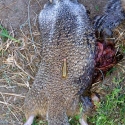 218 Bee Ground Squirrel Hunt