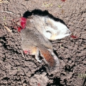 NE-California-Ground-Squirrel-Hunt-Report-17WSM-15