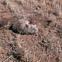 NE-California-Ground-Squirrel-Hunt-Report-17WSM-3